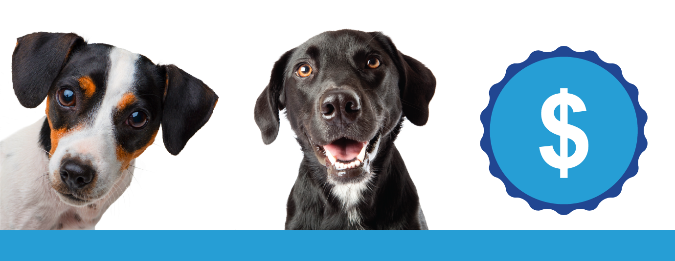 FIve Ways to Increase Productivity in Your Pet Franchises