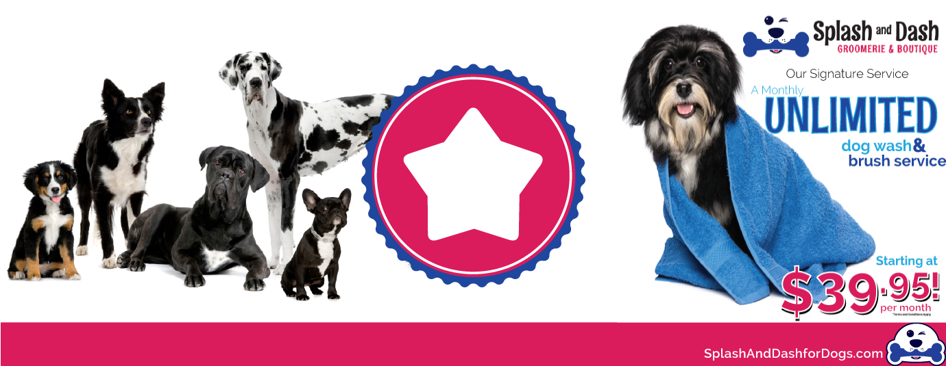 Easy Ways to Get Your Pet Store Franchise Involved in the Community