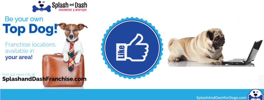 pet grooming franchise