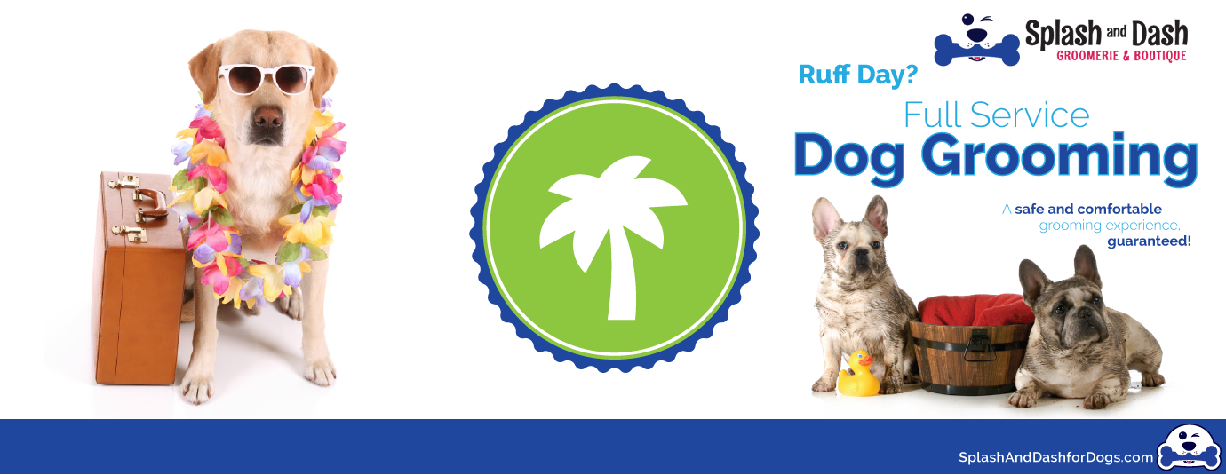 Should I Buy a Coffee Shop? Splash and Dash Pet Store Franchise