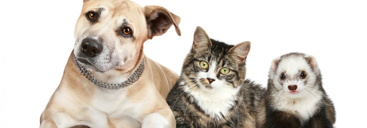 pet franchise tips