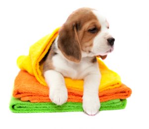 dog bathing grooming