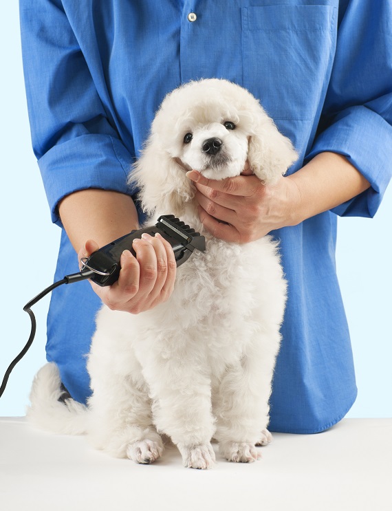 How Much Money Do Dog Groomers Make How Much Money Do Dog Groomers Make