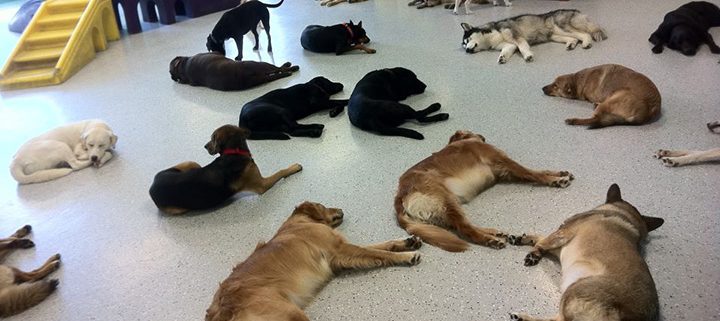 how much does it cost to start up a doggie daycare