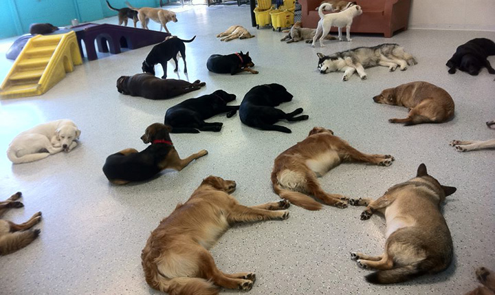 is dog daycare good or bad