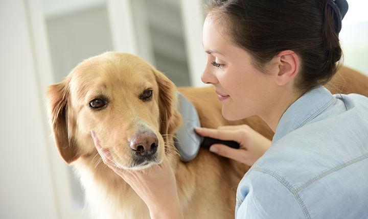 How to Become A Part of the Booming Pet Services Industry