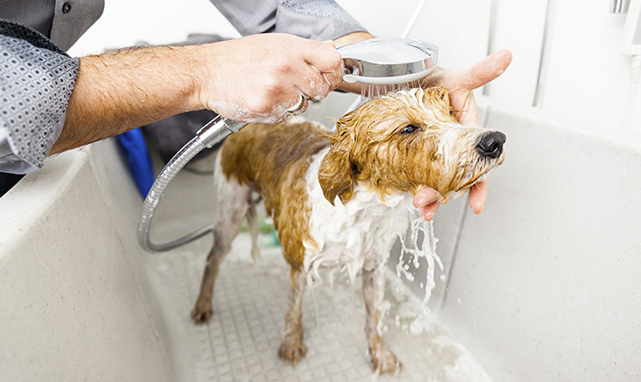 Everything You Need to Know Before Opening a Dog Grooming