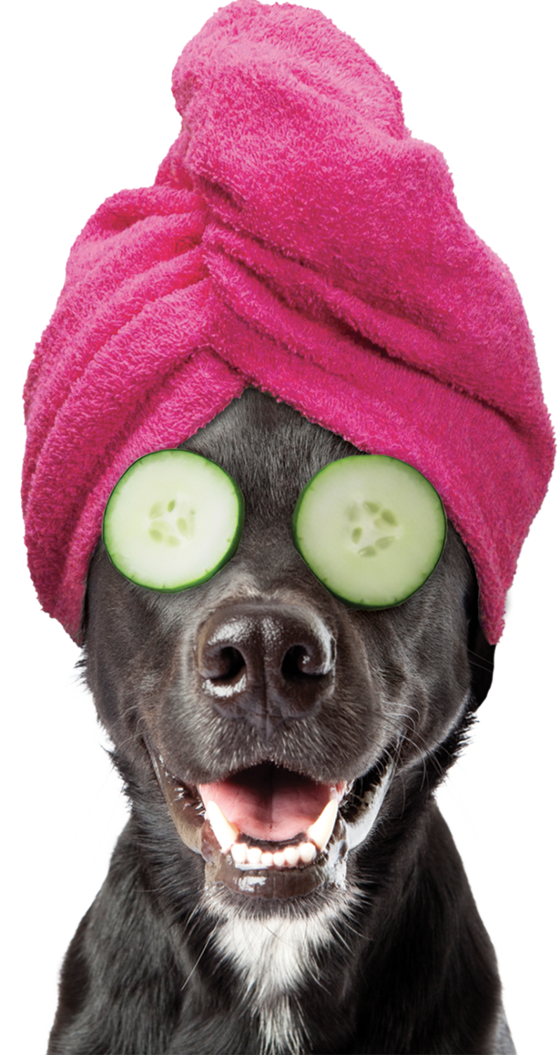 Dog Grooming Franchise Opportunities Splash and Dash for Dogs